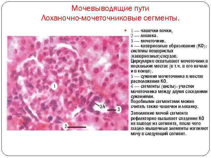 Мочевыводящие пути Лоханочно-мочеточниковые сегменты. 1 — чашечки почки, 2 — лоханка. 3 — мочеточник.