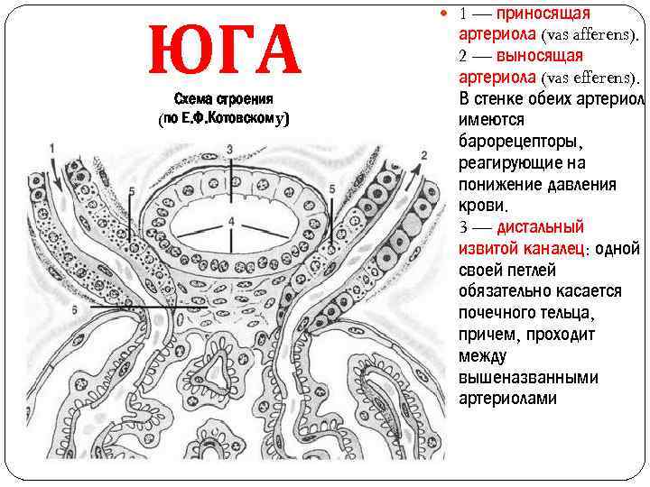 ЮГА Схема строения (по Е. Ф. Котовскому) 1 — приносящая артериола (vas afferens). 2