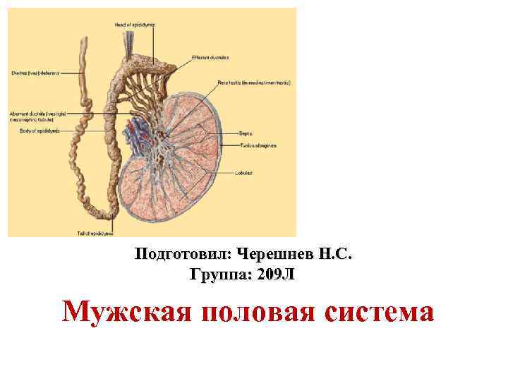 Подготовил: Черешнев Н. С. Группа: 209 Л Мужская половая система 