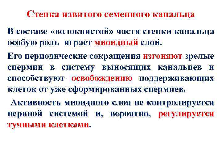 Стенка извитого семенного канальца В составе «волокнистой» части стенки канальца особую роль играет миоидный