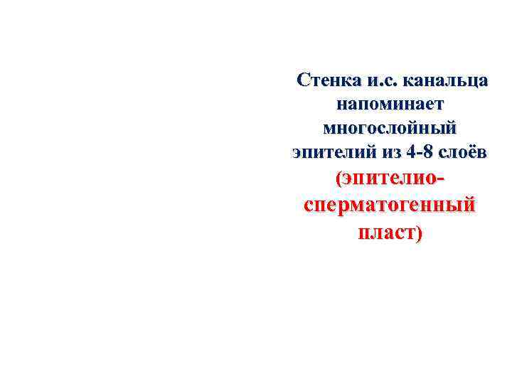 Стенка и. с. канальца напоминает многослойный эпителий из 4 -8 слоёв (эпителио- сперматогенный пласт)