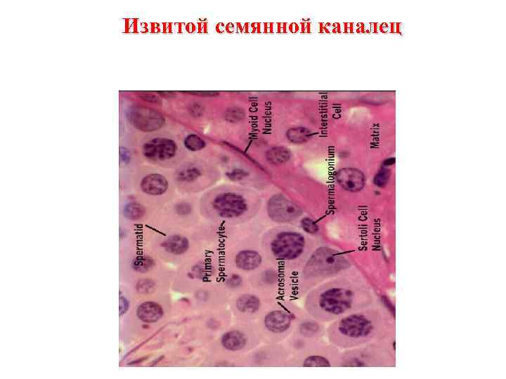 Извитой семянной каналец 