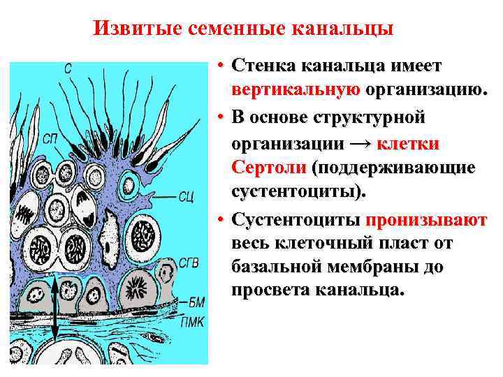Извитые семенные канальцы • Стенка канальца имеет вертикальную организацию. • В основе структурной организации