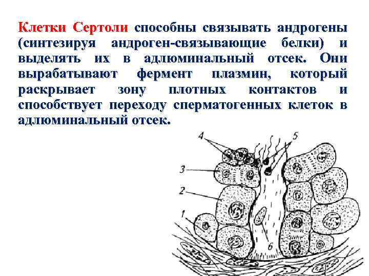 Клетки Сертоли способны связывать андрогены (синтезируя андроген-связывающие белки) и выделять их в адлюминальный отсек.