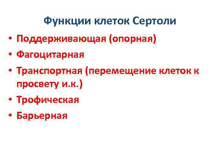 Функции клеток Сертоли • Поддерживающая (опорная) • Фагоцитарная • Транспортная (перемещение клеток к просвету