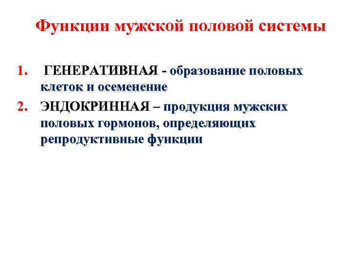 Функции мужской половой системы 1. ГЕНЕРАТИВНАЯ - образование половых клеток и осеменение 2. ЭНДОКРИННАЯ