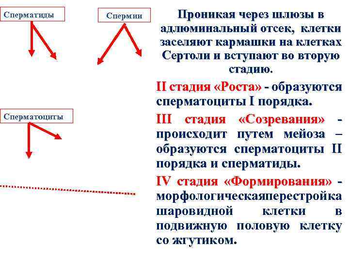 Сперматиды Сперматоциты Спермии Проникая через шлюзы в адлюминальный отсек, клетки заселяют кармашки на клетках