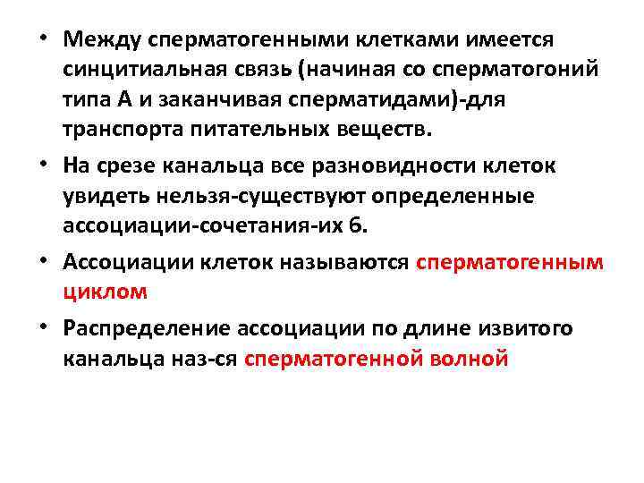  • Между сперматогенными клетками имеется синцитиальная связь (начиная со сперматогоний типа А и