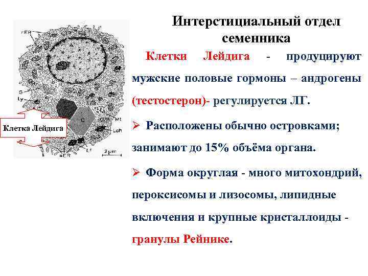 Интерстициальный отдел семенника Клетки Лейдига - продуцируют мужские половые гормоны – андрогены (тестостерон)- регулируется