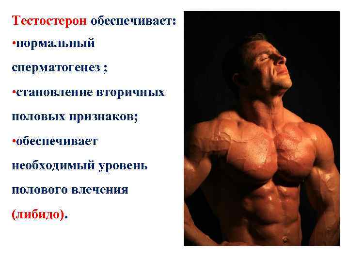 Тестостерон обеспечивает: • нормальный сперматогенез ; • становление вторичных половых признаков; • обеспечивает необходимый