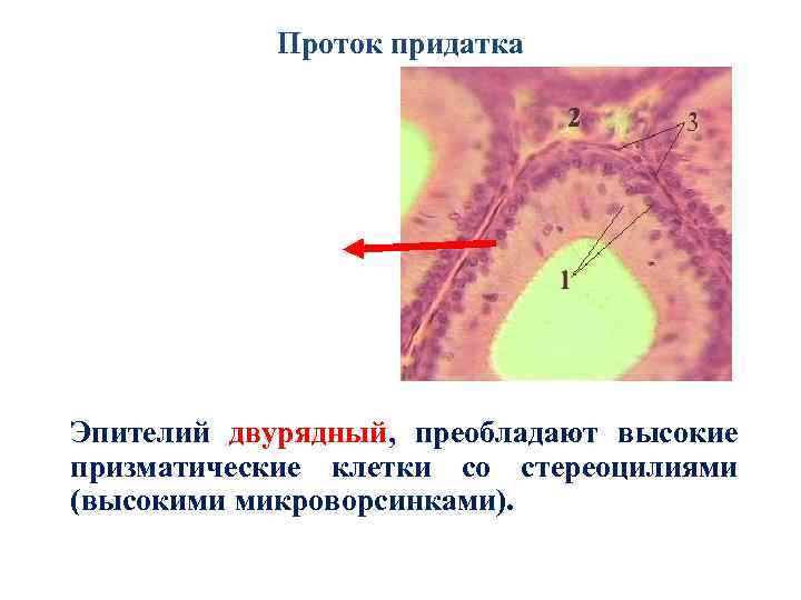 Проток придатка Эпителий двурядный, преобладают высокие призматические клетки со стереоцилиями (высокими микроворсинками). 