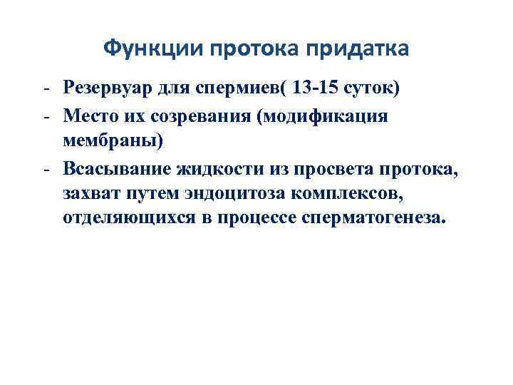 Функции протока придатка - Резервуар для спермиев( 13 -15 суток) - Место их созревания