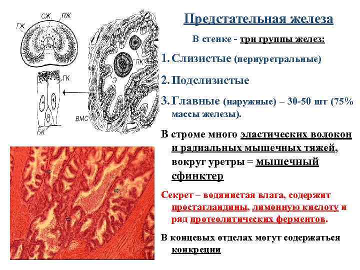Предстательная железа В стенке - три группы желез: 1. Слизистые (периуретральные) 2. Подслизистые 3.
