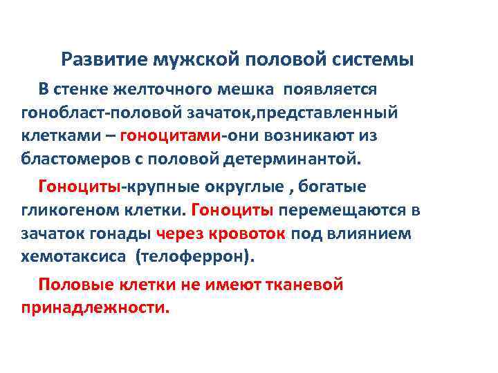 Развитие мужской половой системы В стенке желточного мешка появляется гонобласт-половой зачаток, представленный клетками –