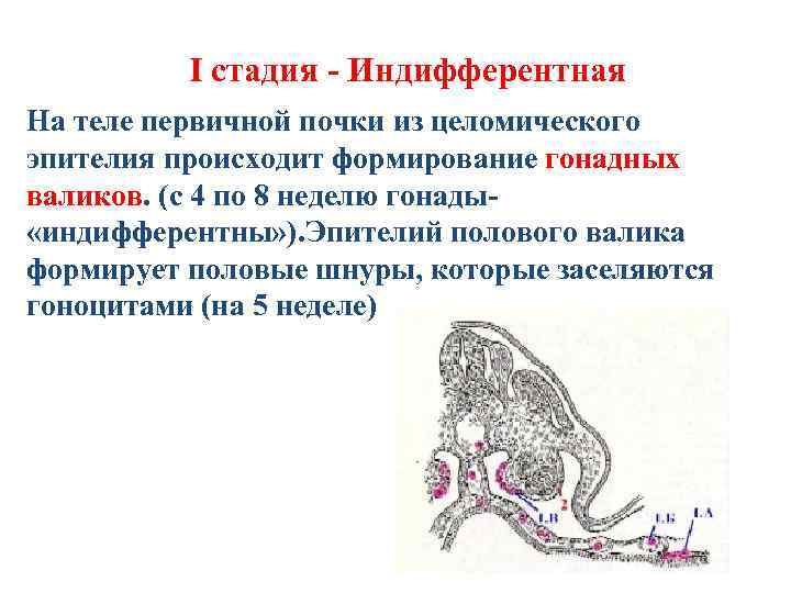 I стадия - Индифферентная На теле первичной почки из целомического эпителия происходит формирование гонадных