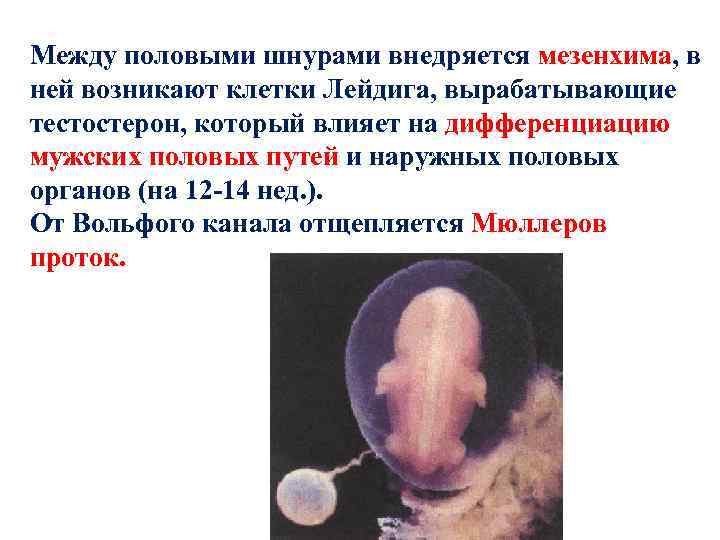 Между половыми шнурами внедряется мезенхима, в ней возникают клетки Лейдига, вырабатывающие тестостерон, который влияет