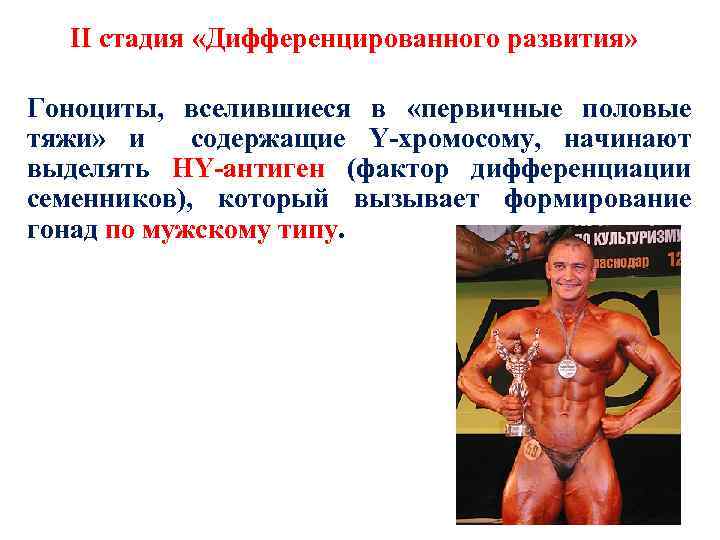 II стадия «Дифференцированного развития» Гоноциты, вселившиеся в «первичные половые тяжи» и содержащие Y-хромосому, начинают