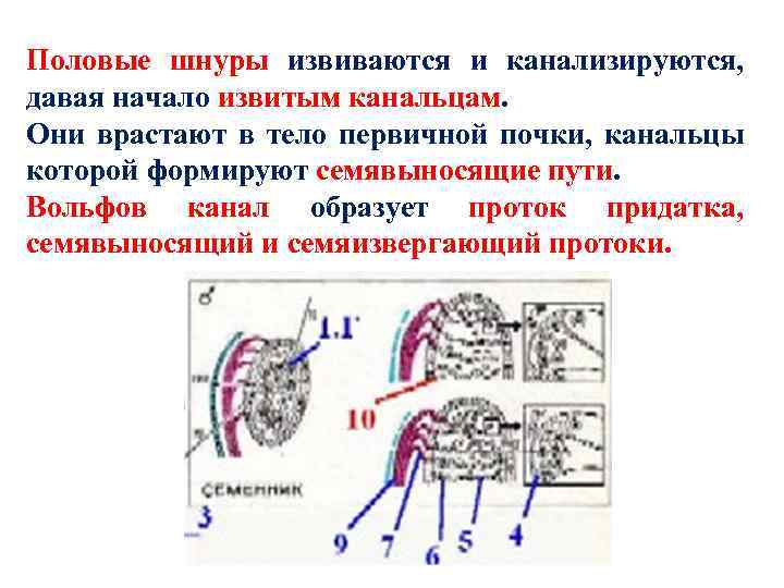 Половые шнуры извиваются и канализируются, давая начало извитым канальцам. Они врастают в тело первичной