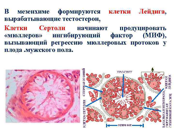 В мезенхиме формируются клетки Лейдига, вырабатывающие тестостерон, Клетки Сертоли начинают продуцировать «мюллеров» ингибирующий фактор
