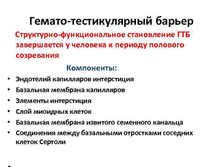Гемато-тестикулярный барьер Структурно-функциональное становление ГТБ завершается у человека к периоду полового созревания Компоненты: •