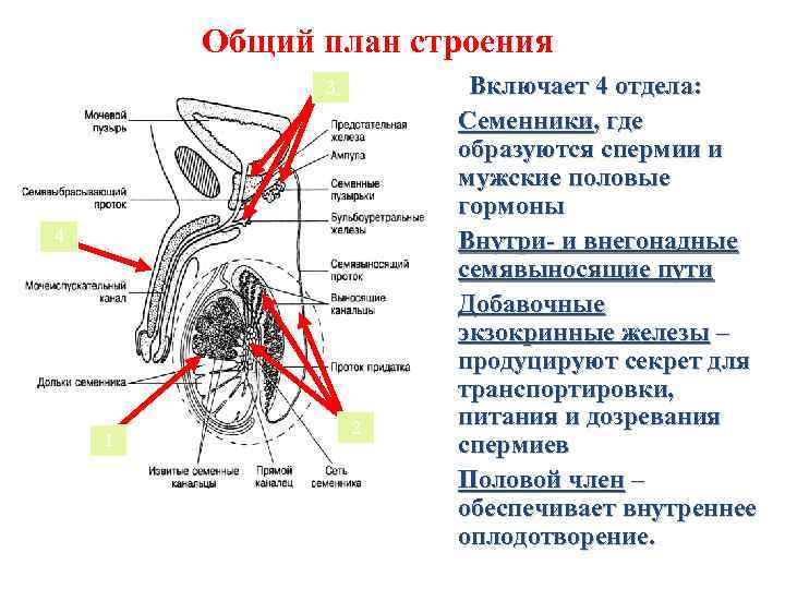 Общий план строения 3 1. 2. 4 3. 1 2 4. Включает 4 отдела: