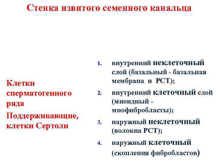 Стенка извитого семенного канальца 1. Клетки сперматогенного ряда Поддерживающие, клетки Сертоли внутренний неклеточный слой