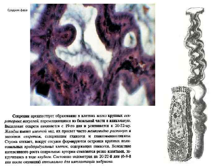 Средняя фаза 