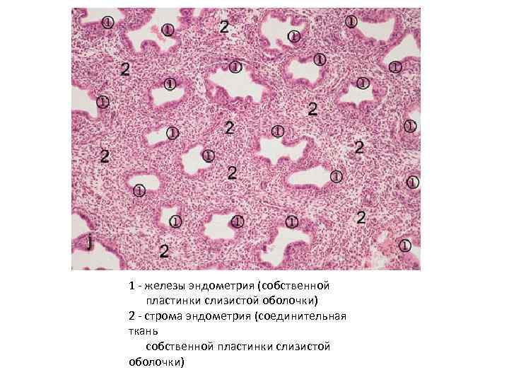1 - железы эндометрия (собственной пластинки слизистой оболочки) 2 - строма эндометрия (соединительная ткань
