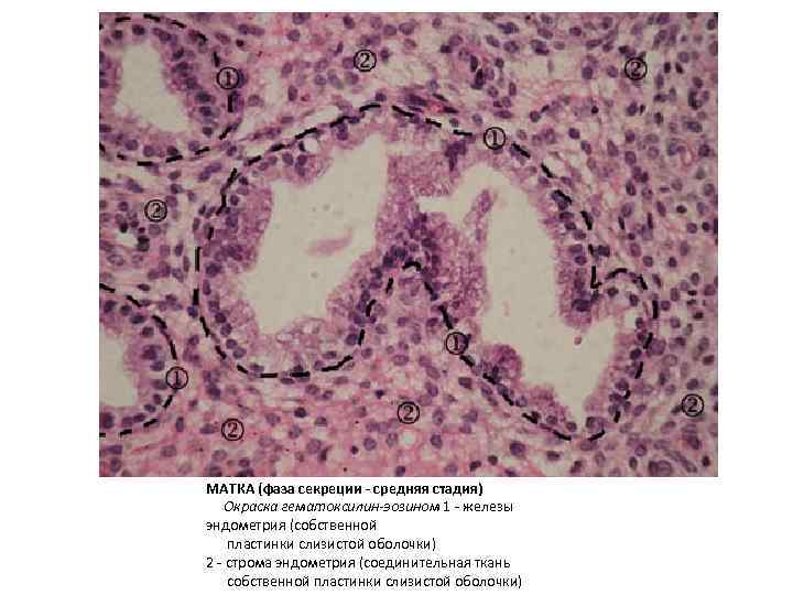 МАТКА (фаза секреции - средняя стадия) Окраска гематоксилин-эозином 1 - железы эндометрия (собственной пластинки