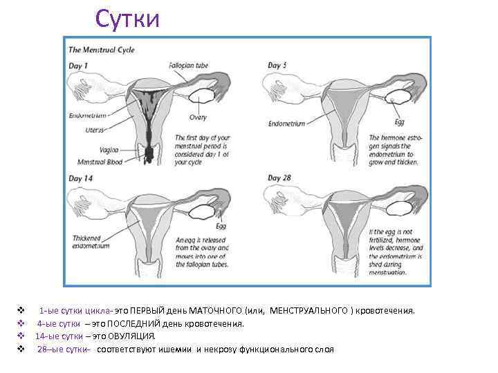 Сутки v v 1 -ые сутки цикла- это ПЕРВЫЙ день МАТОЧНОГО (или, МЕНСТРУАЛЬНОГО )