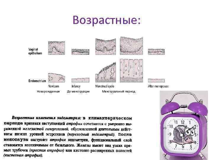 Возрастные: Новорожденная До менструации Менструальный период 