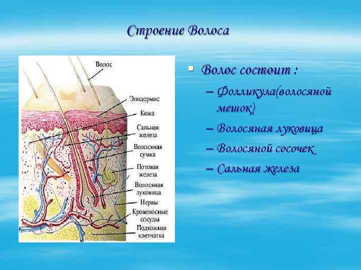 Строение Волоса § Волос состоит : – Фолликула(волосяной мешок) – Волосяная луковица – Волосяной