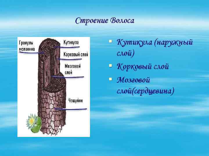 Строение Волоса § Кутикула (наружный слой) § Корковый слой § Мозговой слой(сердцевина) 
