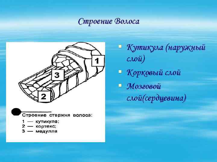 Строение Волоса § Кутикула (наружный слой) § Корковый слой § Мозговой слой(сердцевина) 