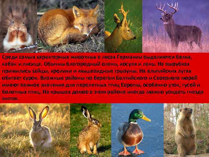 Среди самых характерных животных в лесах Германии выделяются белка, кабан и лисица. Обычны благородный