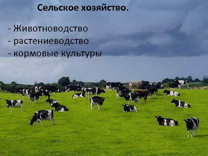 Сельское хозяйство. - Животноводство - растениеводство - кормовые культуры 