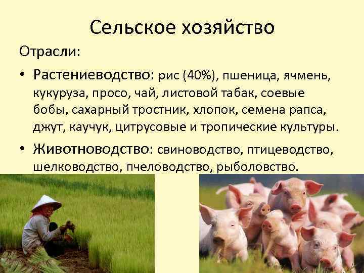 Сельское хозяйство Отрасли: • Растениеводство: рис (40%), пшеница, ячмень, кукуруза, просо, чай, листовой табак,