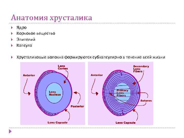 Анатомия хрусталика Ядро Корковое вещество Эпителий Капсула Хрусталиковые волокна формируются субкапсулярно в течение всей