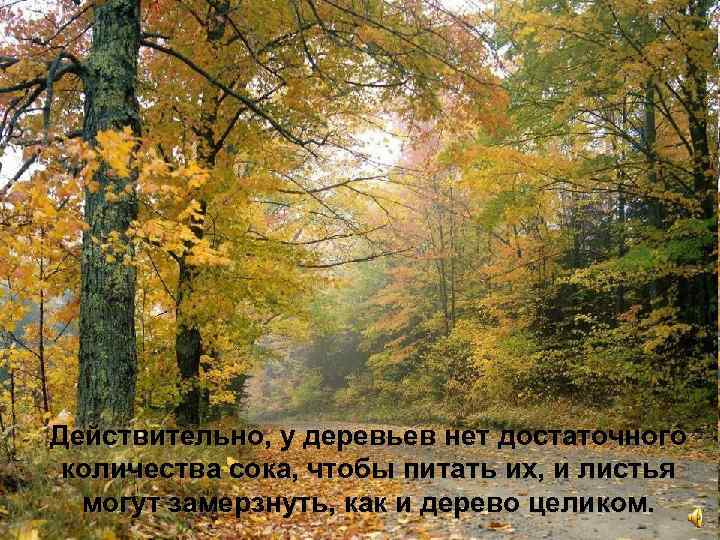 Действительно, у деревьев нет достаточного количества сока, чтобы питать их, и листья могут замерзнуть,