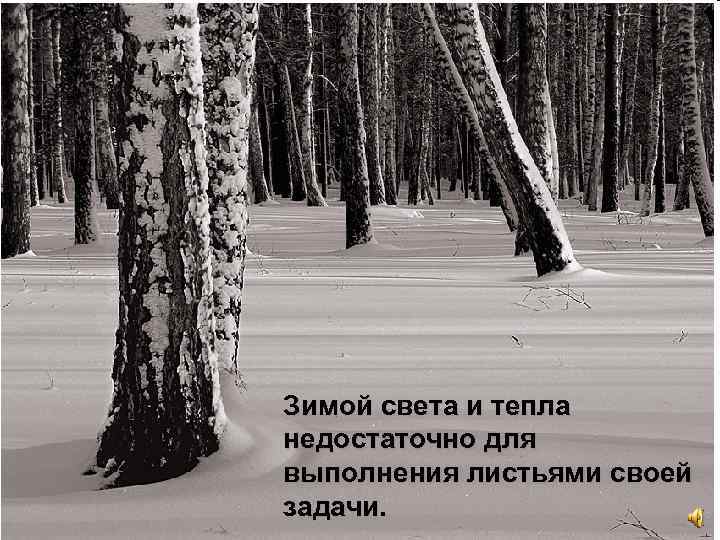 Зимой света и тепла недостаточно для выполнения листьями своей задачи. 