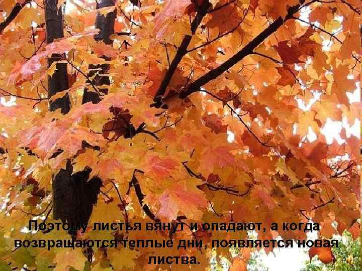 Поэтому листья вянут и опадают, а когда возвращаются теплые дни, появляется новая листва. 