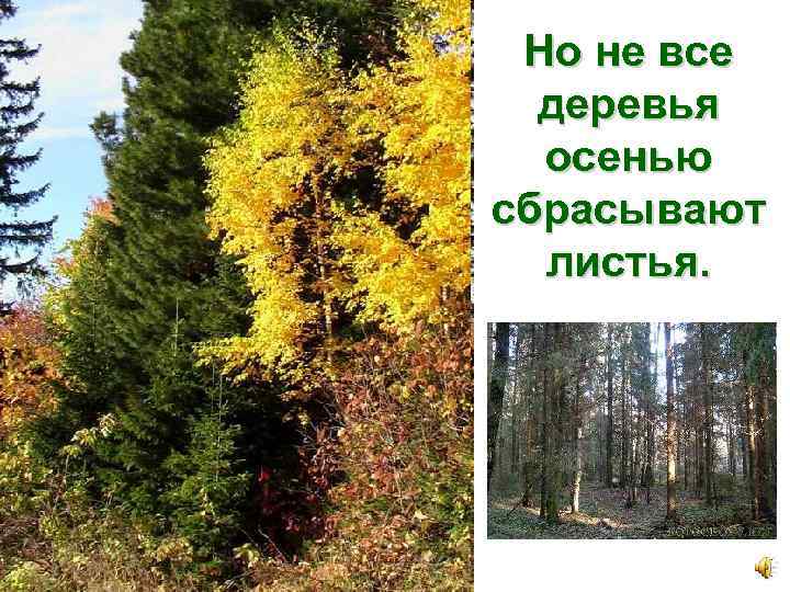 Но не все деревья осенью сбрасывают листья. 