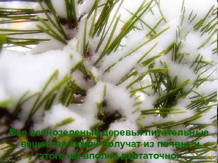 Все вечнозеленые деревья питательные вещества зимой получат из почвы, и этого им вполне достаточно.