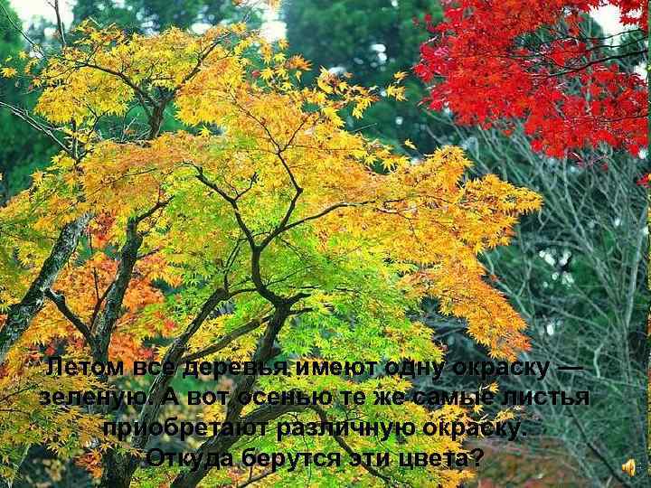 Летом все деревья имеют одну окраску — зеленую. А вот осенью те же самые