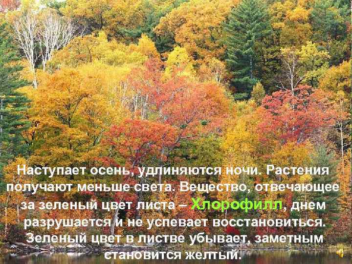 Наступает осень, удлиняются ночи. Растения получают меньше света. Вещество, отвечающее за зеленый цвет листа