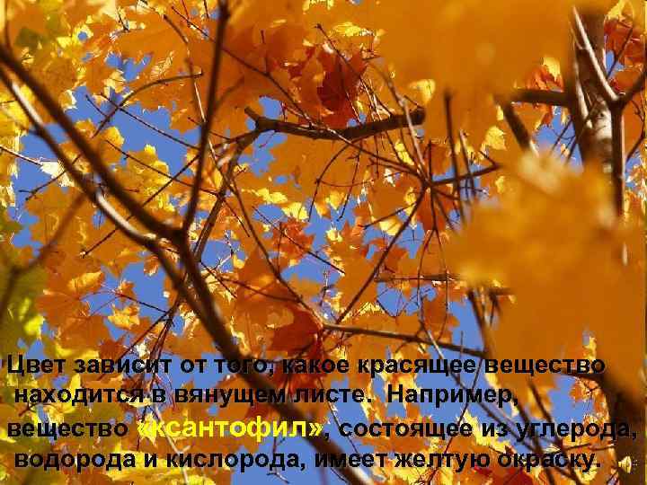 Цвет зависит от того, какое красящее вещество находится в вянущем листе. Например, вещество «ксантофил»