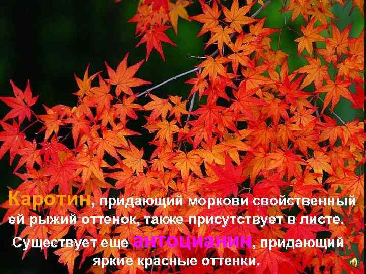 Каротин, придающий моркови свойственный ей рыжий оттенок, также присутствует в листе. Существует еще антоцианин,