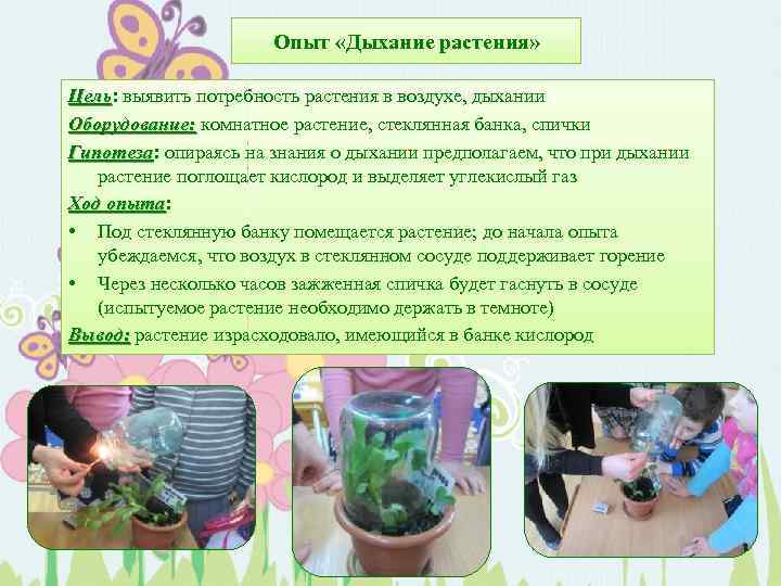 Опыт «Дыхание растения» Цель: выявить потребность растения в воздухе, дыхании Цель Оборудование: комнатное растение,