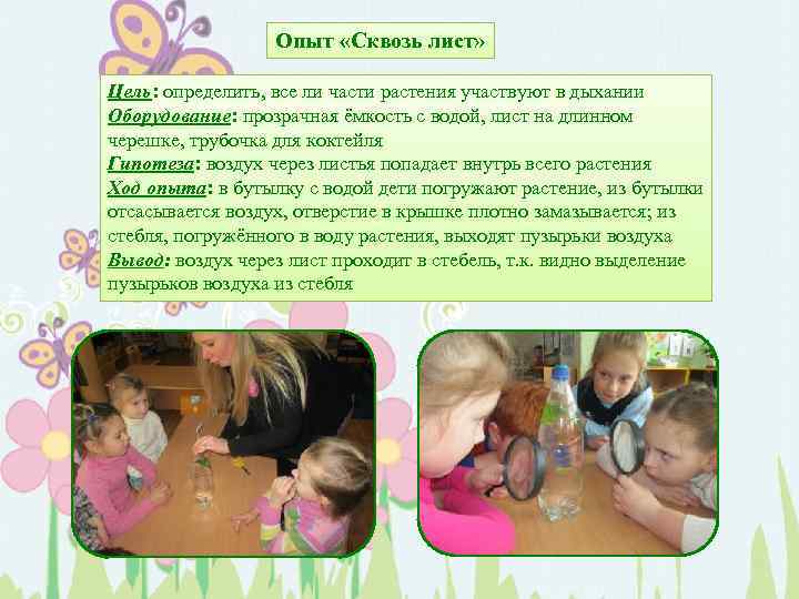 Опыт «Сквозь лист» Цель: определить, все ли части растения участвуют в дыхании Оборудование: прозрачная