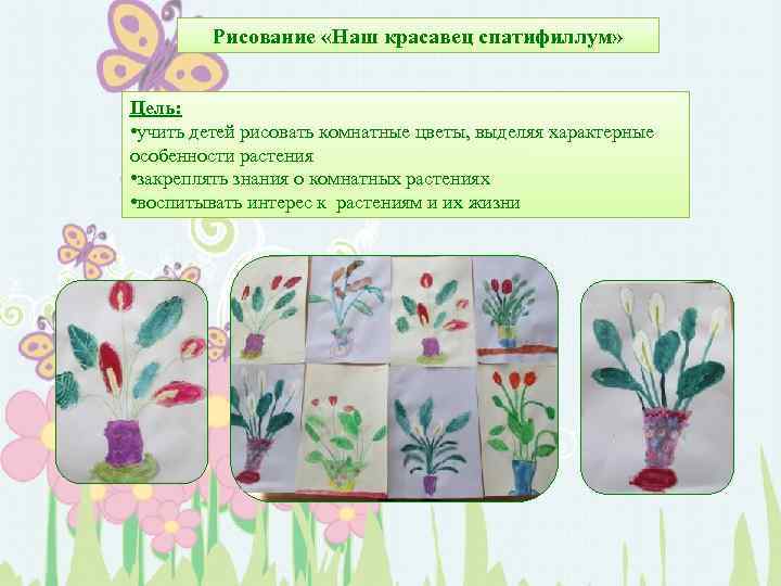 Рисование «Наш красавец спатифиллум» Цель: • учить детей рисовать комнатные цветы, выделяя характерные особенности